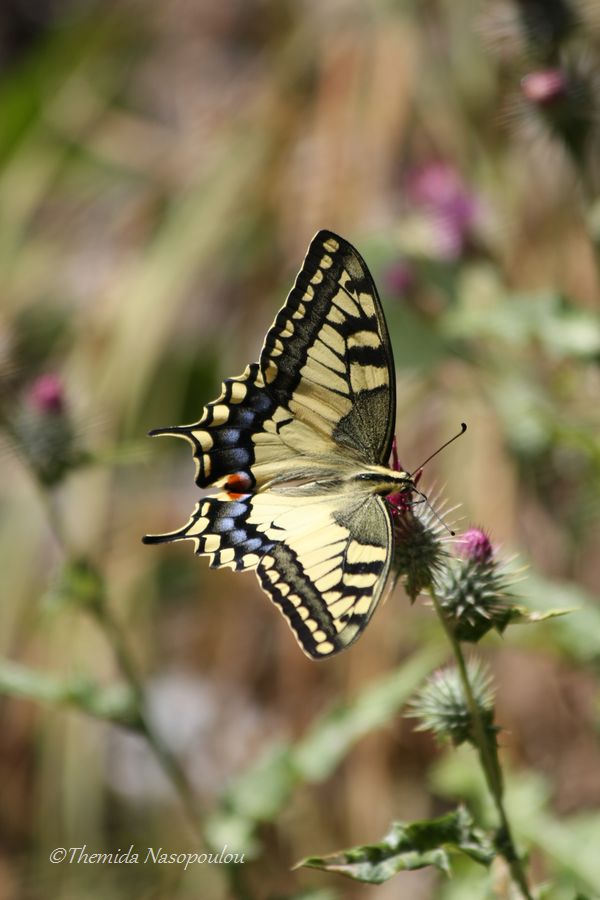 Papillio machaon?